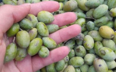 Palestinian Olive Harvest Day